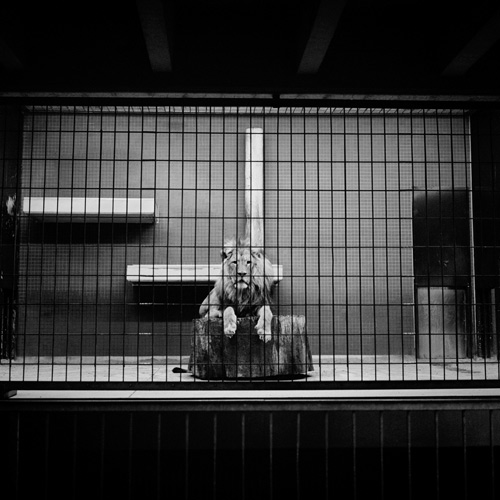  Sad lion in Berlin Zoo